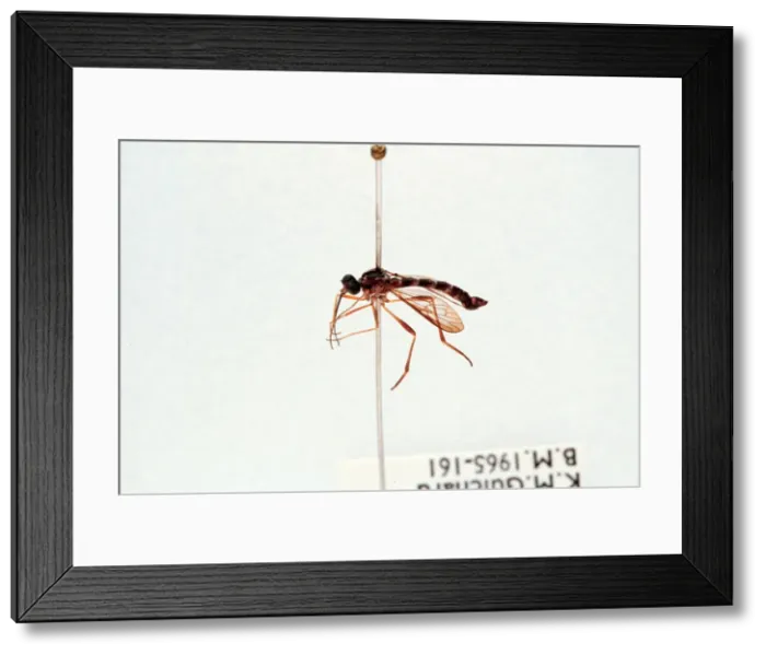 Framed Print : Lampromyia sp. fly Framed Print : Lampromyia sp. fly