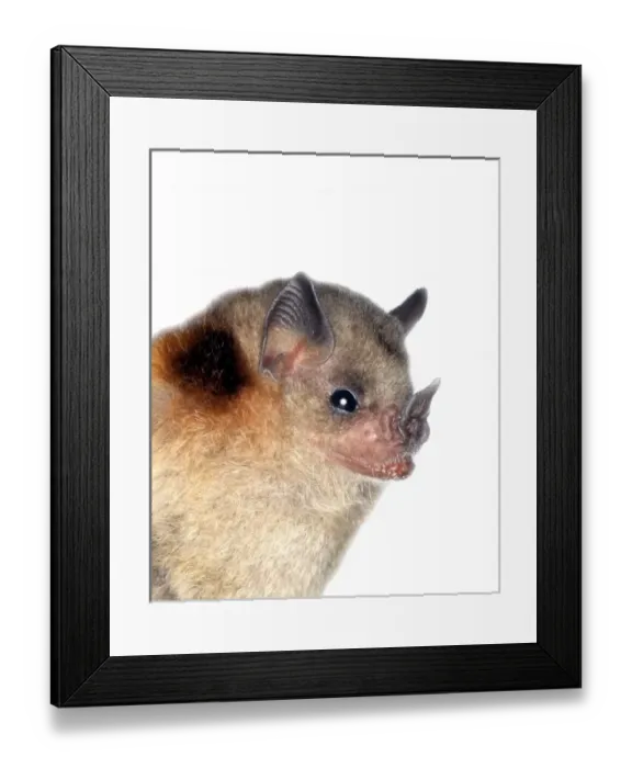 Framed Print : Sturnira lilium parvidens, yellow-shouldered bat Framed Print : Sturnira lilium parvidens, yellow-shouldered bat