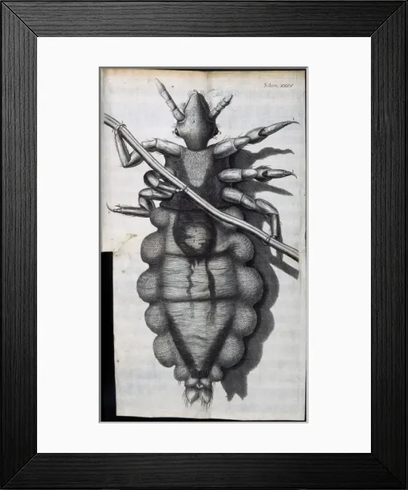 Framed Print : Insect body Framed Print : Insect body
