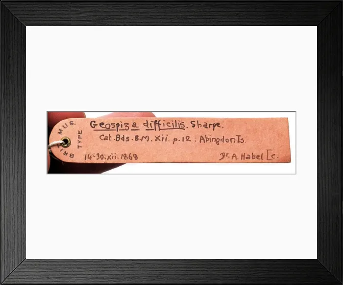 Framed Print : Specimen label for Geospiza difficilis, sharp-beaked ground