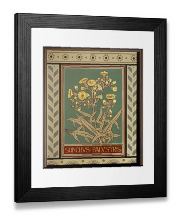 Framed Print : Sonchus palustris, marsh sow-thistle Framed Print : Sonchus palustris, marsh sow-thistle