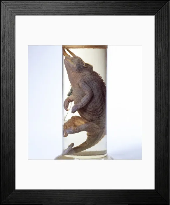 Framed Print : Chamaeleo jacksonii, Jacksons chameleon Framed Print : Chamaeleo jacksonii, Jacksons chameleon