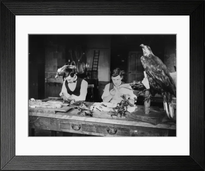 Framed Print : Taxidermists at work Framed Print : Taxidermists at work
