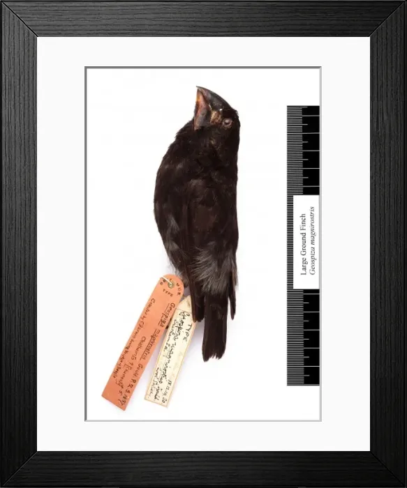 Framed Print : Geospiza magnirostris, large ground finch Framed Print : Geospiza magnirostris, large ground finch