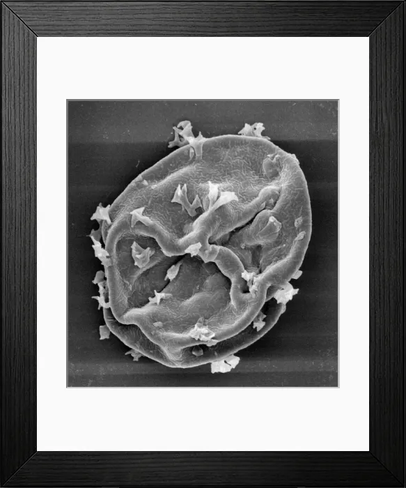 Framed Print : Visbyshaera oligofurcata, acritarch Framed Print : Visbyshaera oligofurcata, acritarch