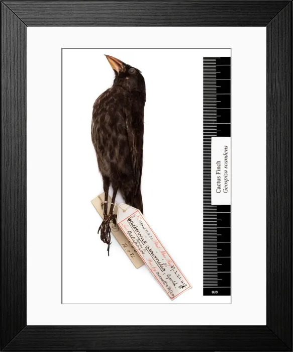 Framed Print : Geospiza scandens, common cactus finch Framed Print : Geospiza scandens, common cactus finch