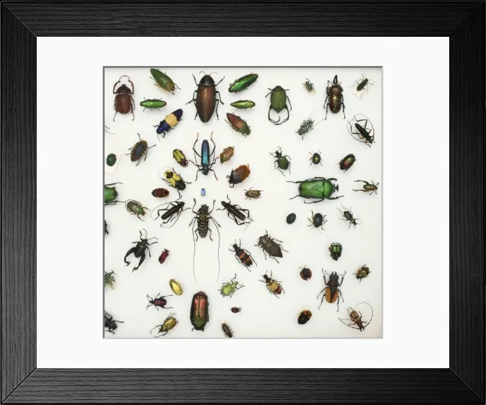Framed Print : Various beetle specimens Framed Print : Various beetle specimens