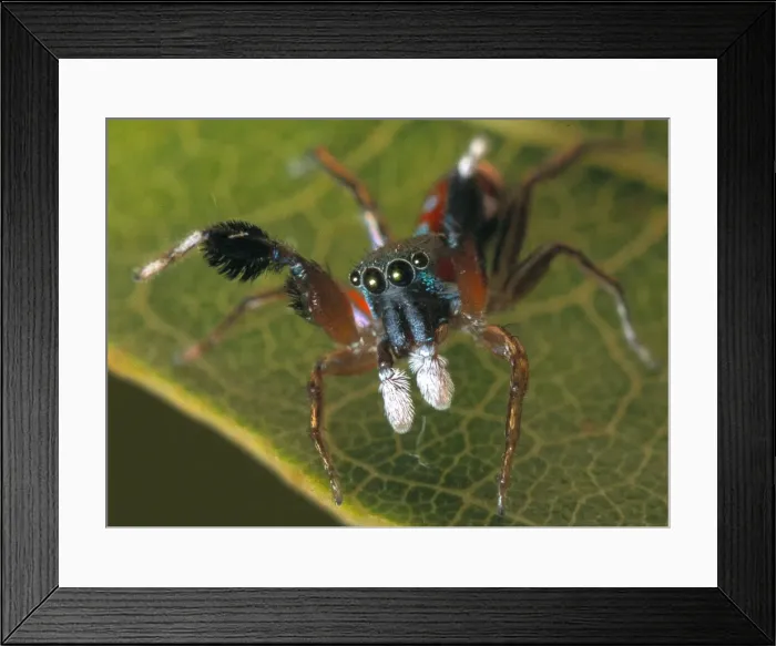Framed Print : Siler semiglaucus, jumping spider Framed Print : Siler semiglaucus, jumping spider