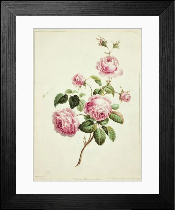 Framed Print : Rose. Plate 3 from Flowers by J Edwards, 1795 Framed Print : Rose. Plate 3 from Flowers by J Edwards, 1795