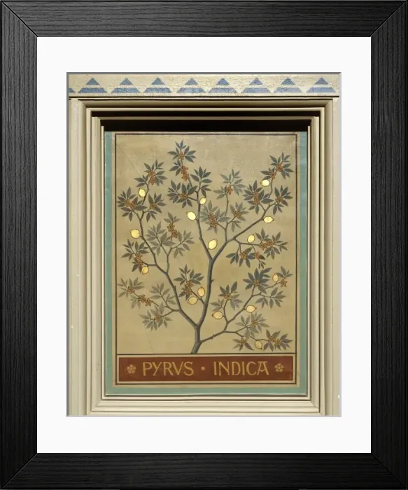 Framed Print : Pyrus indica, Indian pear Framed Print : Pyrus indica, Indian pear