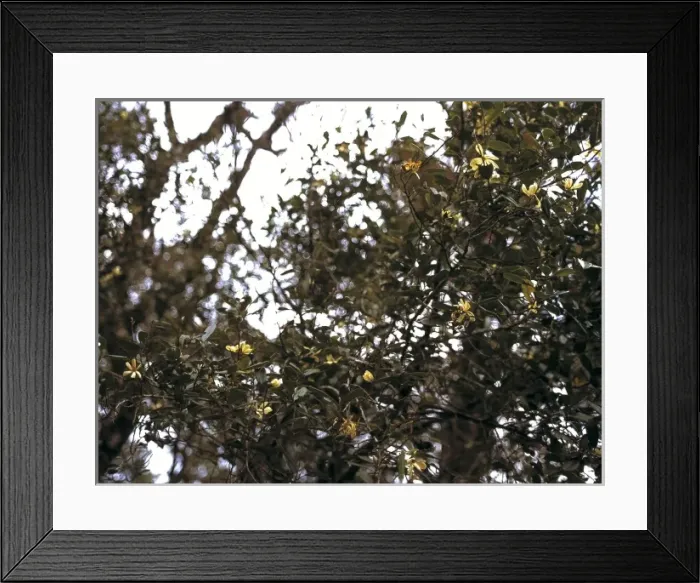 Framed Print : Michalia champaca, champaka Framed Print : Michalia champaca, champaka