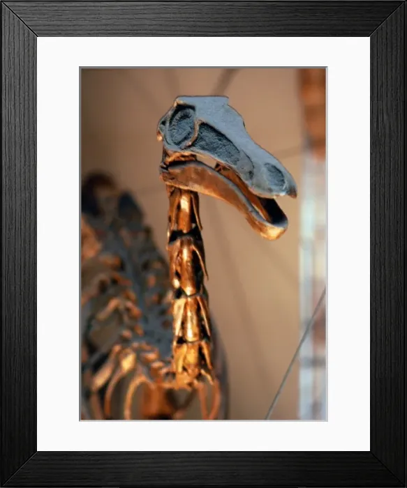 Framed Print : Gallimimus Framed Print : Gallimimus