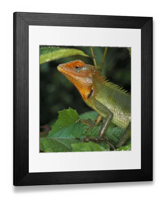 Framed Print : Calotes calotes, agamid lizard Framed Print : Calotes calotes, agamid lizard