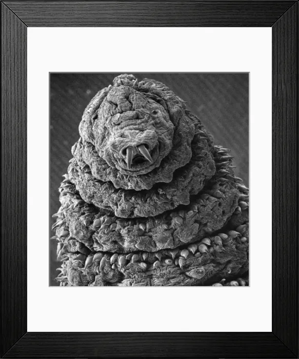 Framed Print : Oestridae, botfly larva Framed Print : Oestridae, botfly larva