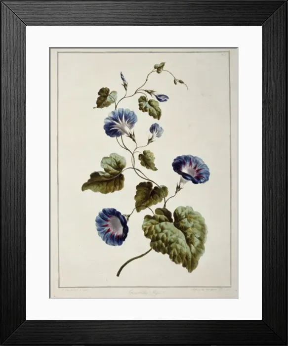 Framed Print : Folio 9 from A Collection of Flowers by John Edwards Framed Print : Folio 9 from A Collection of Flowers by John Edwards