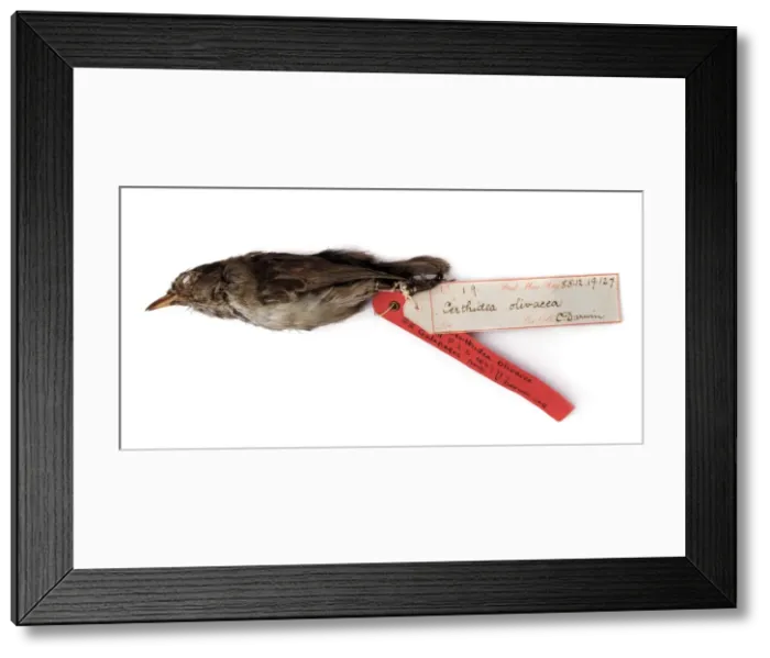 Framed Print : Certhidea olivacea, warbler-finch Framed Print : Certhidea olivacea, warbler-finch
