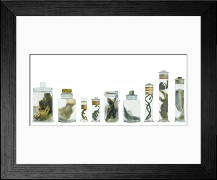 Framed Print : Specimens in spirit jars Framed Print : Specimens in spirit jars