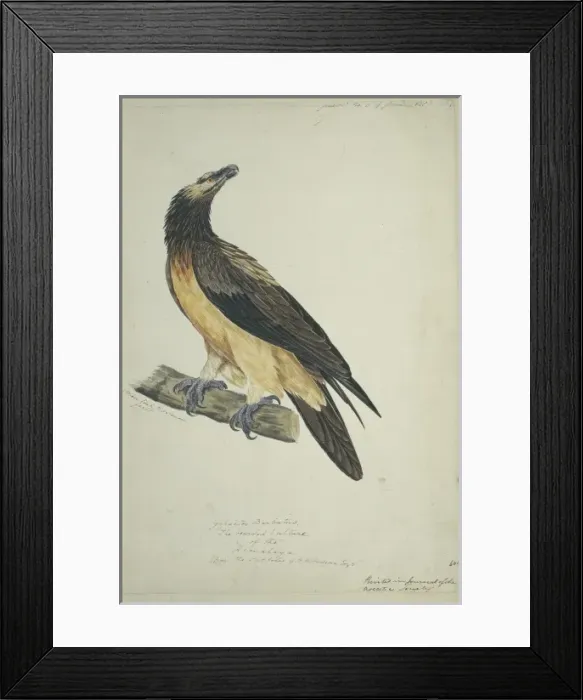 Framed Print : Gypaetos barbatus, lammergeier Framed Print : Gypaetos barbatus, lammergeier