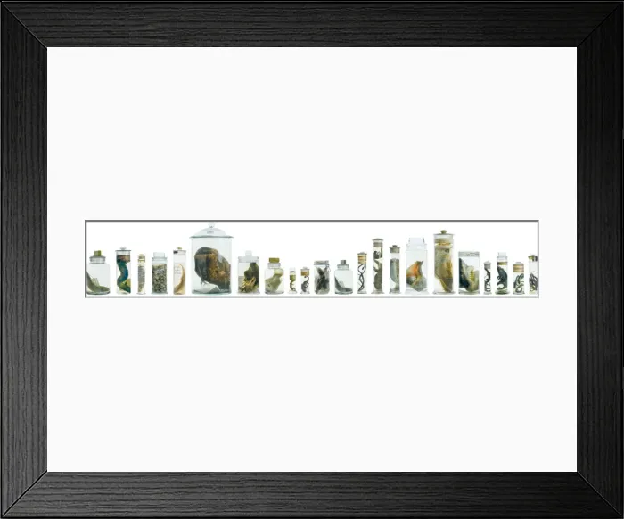 Framed Print : Specimens in spirit jars Framed Print : Specimens in spirit jars