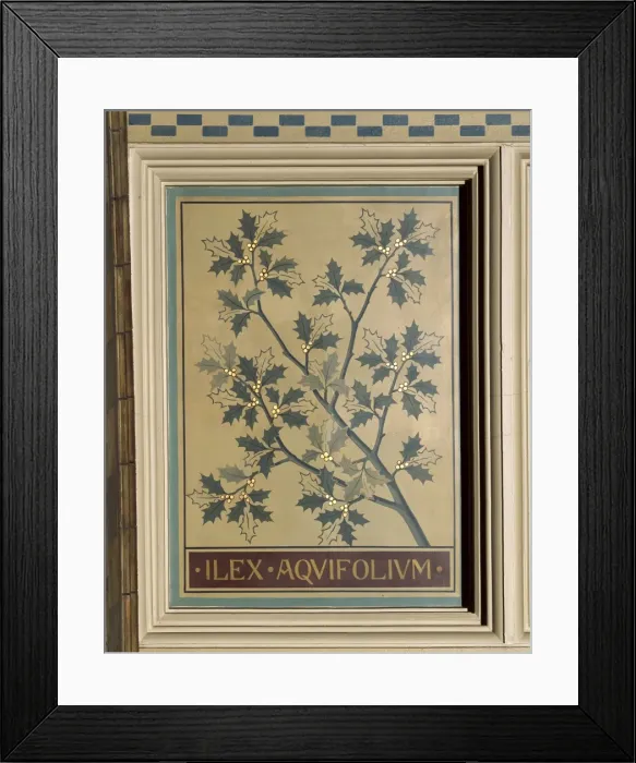 Framed Print : Ilex aquifolium, holly Framed Print : Ilex aquifolium, holly