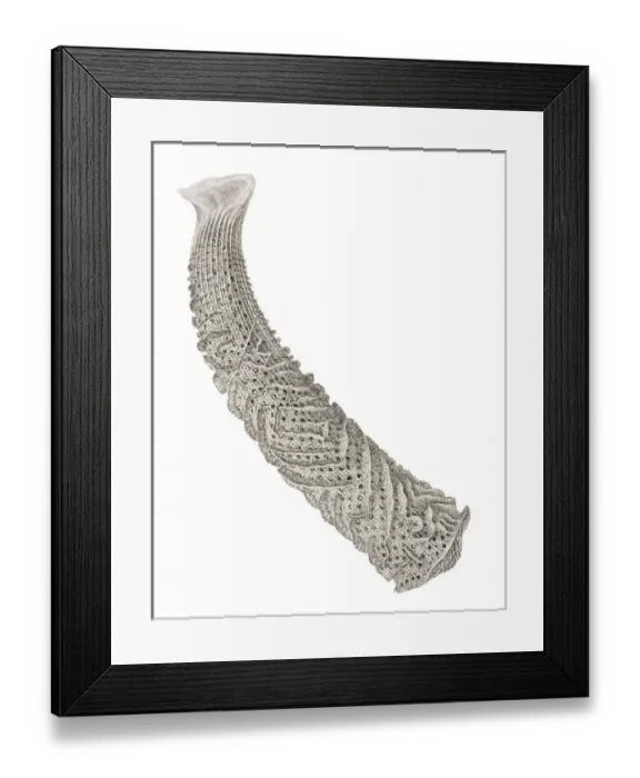 Framed Print : Euplectella aspergillum, glass sponge Framed Print : Euplectella aspergillum, glass sponge