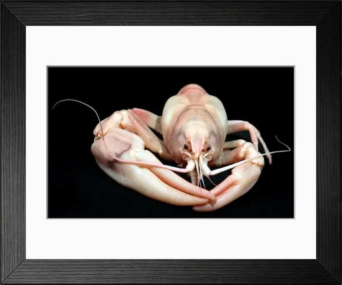 Framed Print : Pacifastacus leniusculus, signal crayfish Framed Print : Pacifastacus leniusculus, signal crayfish