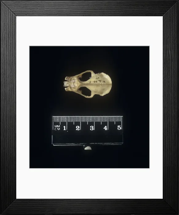Framed Print : Microchiroptera (suborder), microbat Framed Print : Microchiroptera (suborder), microbat