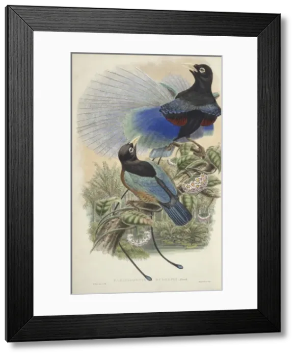 Framed Print : Paradisaea rudolphi, blue bird-of-paradise Framed Print : Paradisaea rudolphi, blue bird-of-paradise