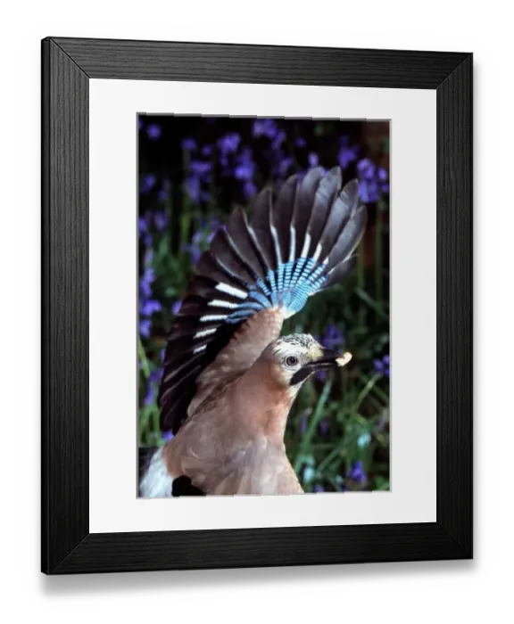 Framed Print : Garrulus glandarius, European jay Framed Print : Garrulus glandarius, European jay