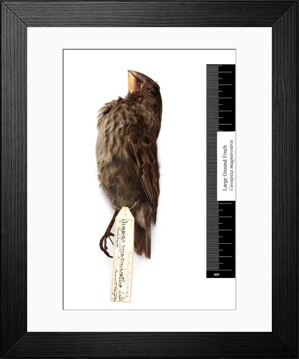Framed Print : Geospiza magnirostris, large ground finch Framed Print : Geospiza magnirostris, large ground finch