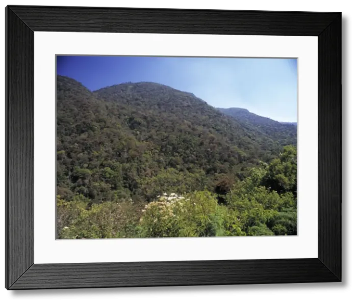 Framed Print : Montane rainforest canopy, Sri Lanka Framed Print : Montane rainforest canopy, Sri Lanka