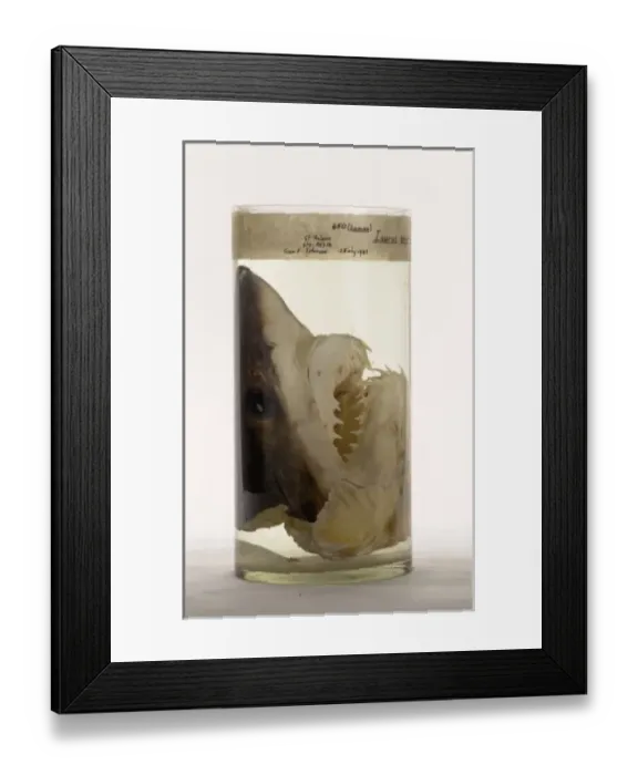 Framed Print : Isurus oxyrinchus, shortfin mako shark Framed Print : Isurus oxyrinchus, shortfin mako shark