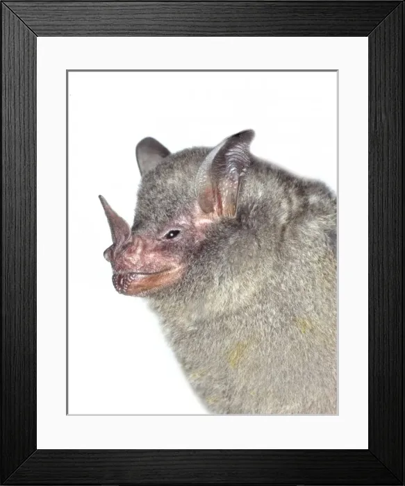 Framed Print : Carollia brevicauda, silky short-tailed bat Framed Print : Carollia brevicauda, silky short-tailed bat