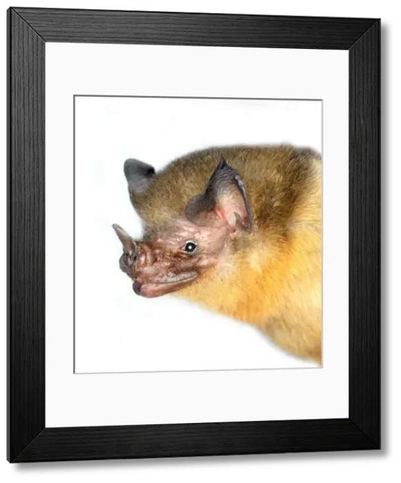 Framed Print : Micronycteris brachyotis, orange-throated bat Framed Print : Micronycteris brachyotis, orange-throated bat