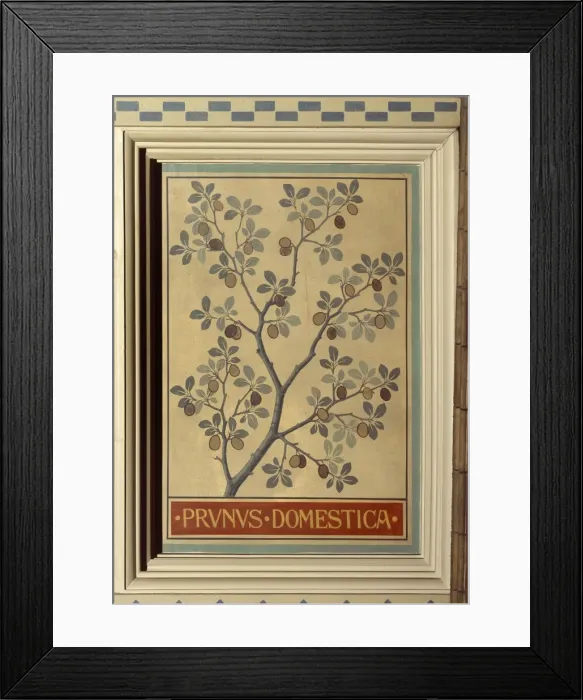 Framed Print : Prunus domestica, plum Framed Print : Prunus domestica, plum