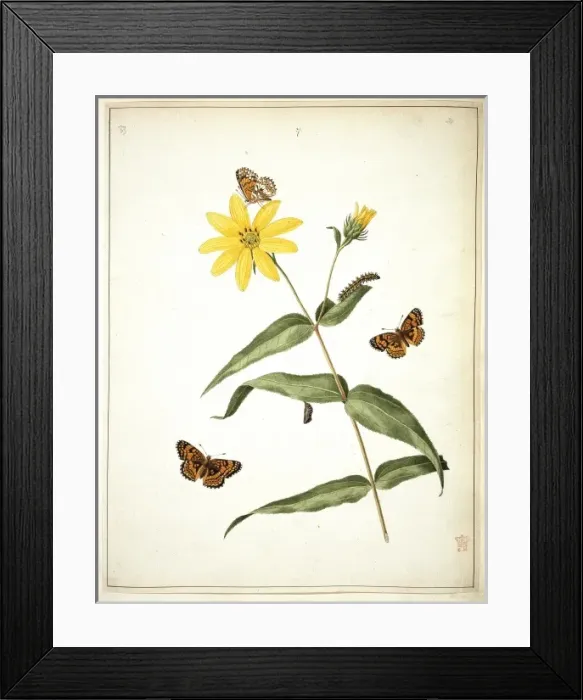 Framed Print : Metitaea ismeria and Helianthus tracheliifolius Framed Print : Metitaea ismeria and Helianthus tracheliifolius