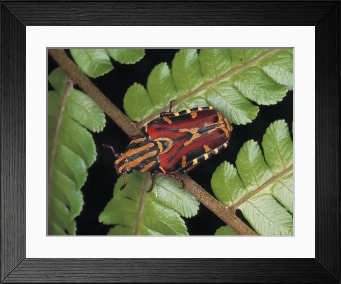 Framed Print : Euselates sp. rose chafer beetle Framed Print : Euselates sp. rose chafer beetle