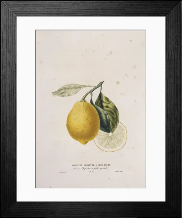 Framed Print : Citrus limonum, lemon Framed Print : Citrus limonum, lemon