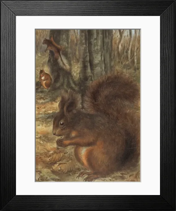 Framed Print : Sciurus vulgaris, red squirrel Framed Print : Sciurus vulgaris, red squirrel