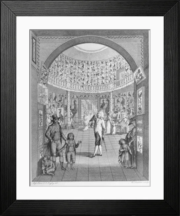 Framed Print : Bird display