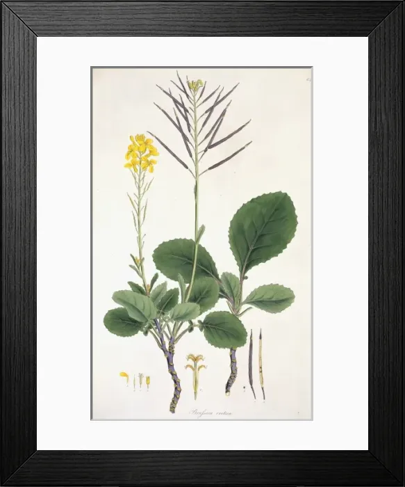 Framed Print : Flower Illustration Framed Print : Flower Illustration