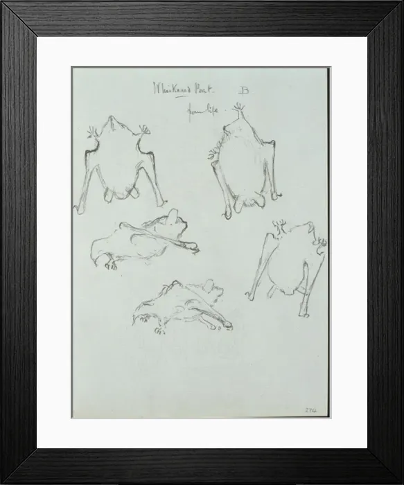 Framed Print : Myotis mystacinus, whiskered bat Framed Print : Myotis mystacinus, whiskered bat