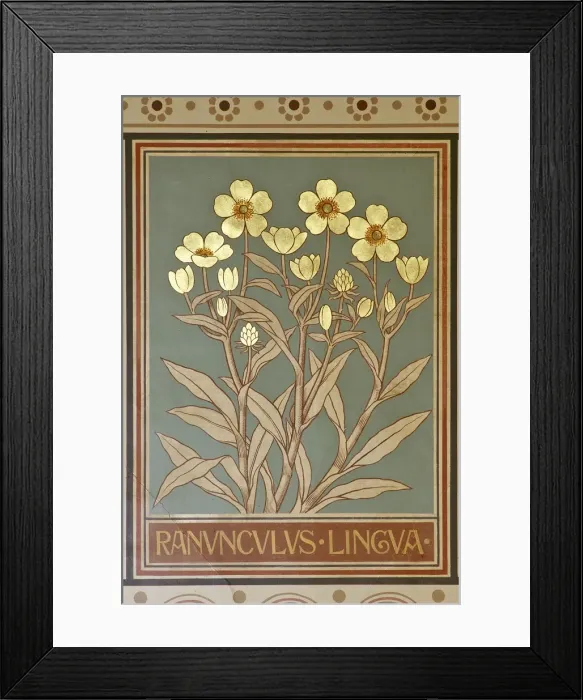 Framed Print : Ranunculus lingua, greater spearwort Framed Print : Ranunculus lingua, greater spearwort