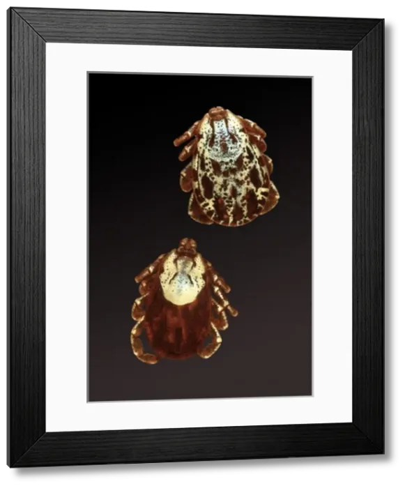 Framed Print : Dermacentor andersoni, Rocky Mountain wood tick Framed Print : Dermacentor andersoni, Rocky Mountain wood tick