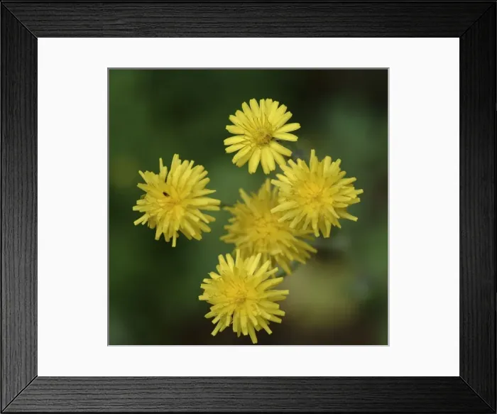 Framed Print : Dandelion growing in the Wildlife Garden at the Natural History Museum, London Framed Print : Dandelion growing in the Wildlife Garden at the Natural History Museum, London