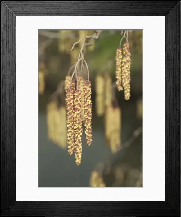 Framed Print : Alnus glutinosa catkin, alder catkin Framed Print : Alnus glutinosa catkin, alder catkin