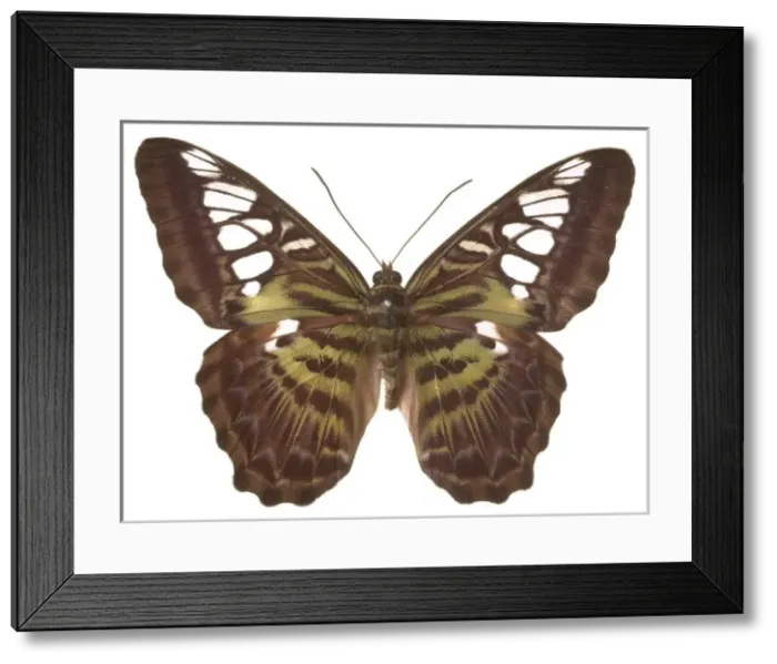 Framed Print : Parthenos sylvia virens, clipper butterfly Framed Print : Parthenos sylvia virens, clipper butterfly