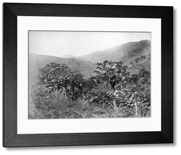 Framed Print : Papau tree Framed Print : Papau tree