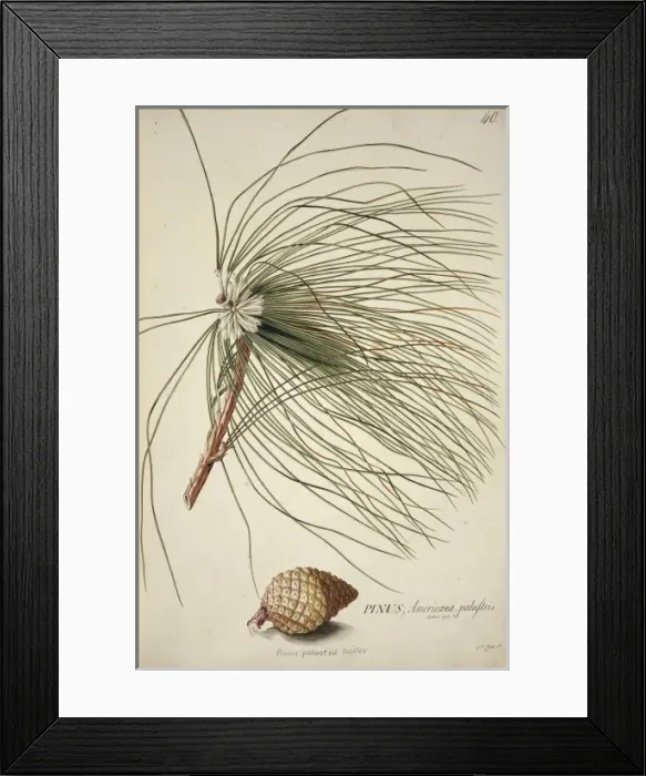 Framed Print : Pinus palustris Miller, long-leaf pine Framed Print : Pinus palustris Miller, long-leaf pine
