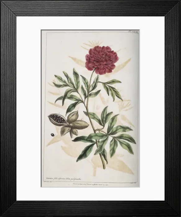 Framed Print : Paeonia sp. peony Framed Print : Paeonia sp. peony